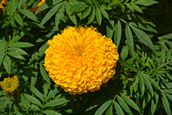Big Duck Gold Marigold (Tagetes erecta 'Big Duck Gold') at Lakeshore Garden Centres
