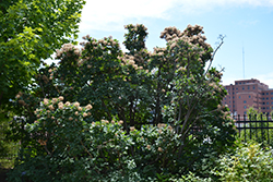 Daydream Smokebush (Cotinus coggygria 'Daydream') at Lakeshore Garden Centres
