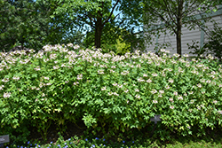 Clio Pink Lady Spiderflower (Cleome 'Clio Pink Lady') at Lakeshore Garden Centres