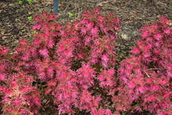 Wildfire Smoky Rose Coleus (Solenostemon scutellarioides 'Smoky Rose') at Lakeshore Garden Centres