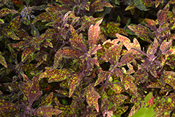 Down Town NYC Nights Coleus (Solenostemon scutellarioides 'NYC Nights') at Lakeshore Garden Centres