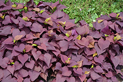 Sweet Caroline Mahogany Sweet Potato Vine (Ipomoea batatas 'NCORNSP-0032SCRHI') at Lakeshore Garden Centres