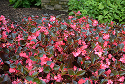 Megawatt Rose Bronze Leaf Begonia (Begonia 'Megawatt Rose Bronze Leaf') at Lakeshore Garden Centres