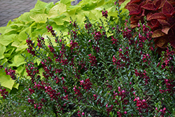 Archangel Ruby Sangria Angelonia (Angelonia angustifolia 'Balarcsang') at Lakeshore Garden Centres