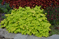 Sweet Georgia Heart Light Green Sweet Potato Vine (Ipomoea batatas 'Sweet Georgia Heart Light Green') at Lakeshore Garden Centres