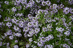 Stream Deep Lavender Sweet Alyssum (Lobularia maritima 'Stream Deep Lavender') at Lakeshore Garden Centres