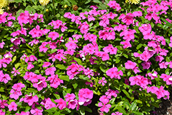 Valiant Lilac Vinca (Catharanthus roseus 'Valiant Lilac') at Lakeshore Garden Centres