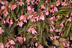 I'Conia Upright Salmon Begonia (Begonia 'I'Conia Upright Salmon') at Lakeshore Garden Centres