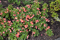 Waterfall Angel Soft Orange Begonia (Begonia boliviensis 'Angel Soft Orange') at Lakeshore Garden Centres