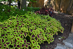 Kong Lime Sprite Coleus (Solenostemon scutellarioides 'PAS904340') at Lakeshore Garden Centres