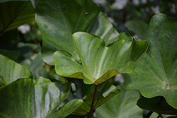 Coffee Cups Elephant Ear (Colocasia esculenta 'Coffee Cups') at Lakeshore Garden Centres
