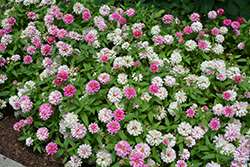 Zahara Double Raspberry Ripple Zinnia (Zinnia 'Zahara Double Raspberry Ripple') at Lakeshore Garden Centres