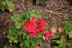 Mantra Magenta Geranium (Pelargonium 'Mantra Magenta') at Lakeshore Garden Centres