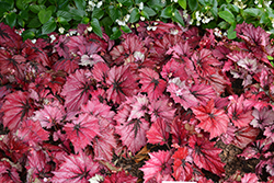 T-REX Ruby Slippers Begonia (Begonia 'Ruby Slippers') at Lakeshore Garden Centres