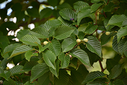 Korean Mountain Ash (Sorbus alnifolia) at Lakeshore Garden Centres