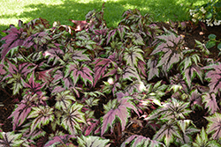 T-REX&Trade; Dancing Peacock Begonia (Begonia 'Dancing Peacock') at Lakeshore Garden Centres