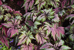 T-REX&Trade; Dancing Peacock Begonia (Begonia 'Dancing Peacock') at Lakeshore Garden Centres
