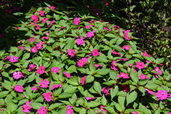 Solarscape Neon Purple Impatiens (Impatiens 'Solarscape Neon Purple') at Lakeshore Garden Centres