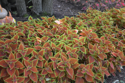 Talavera Sienna Coleus (Solenostemon scutellarioides 'Talavera Sienna') at Lakeshore Garden Centres