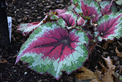 Jurassic Jr. Strawberry Heart Begonia (Begonia 'Jurassic Jr. Strawberry Heart') at Lakeshore Garden Centres