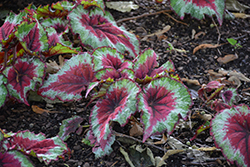 Jurassic Jr. Strawberry Heart Begonia (Begonia 'Jurassic Jr. Strawberry Heart') at Lakeshore Garden Centres