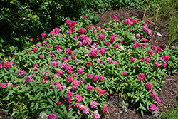 Zahara Double Cherry Zinnia (Zinnia 'Zahara Double Cherry') at Lakeshore Garden Centres