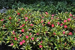 SunStanding Jazzy Coral Impatiens (Impatiens 'SunStanding Jazzy Coral') at Lakeshore Garden Centres