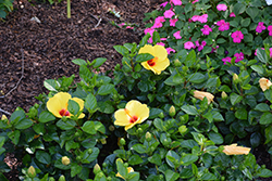 Sunny Wind Hibiscus (Hibiscus rosa-sinensis 'Sunny Wind') at Lakeshore Garden Centres