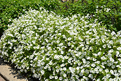 Supertunia Vista Snowdrift Petunia (Petunia 'BBTUN04401') at Lakeshore Garden Centres