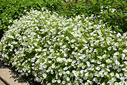 Supertunia Vista Snowdrift Petunia (Petunia 'BBTUN04401') at Mainescape Nursery