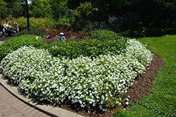 Supertunia Vista Snowdrift Petunia (Petunia 'BBTUN04401') at A Very Successful Garden Center