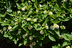 Gem Pearl Lantana (Lantana camara 'Gem Pearl') at Lakeshore Garden Centres