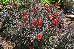 Mystic Enchantment Dahlia (Dahlia 'Another Pet') at Lakeshore Garden Centres