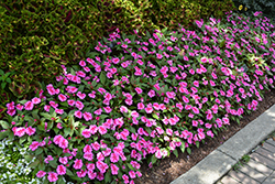 SunPatiens Compact Purple Candy Impatiens (Impatiens 'SAKIMP071') at Lakeshore Garden Centres