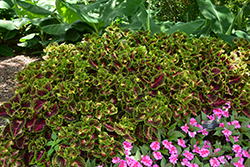 Main Street La Rambla Coleus (Solenostemon scutellarioides 'La Rambla') at Lakeshore Garden Centres