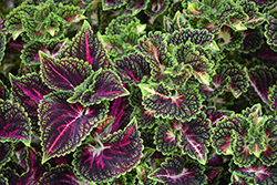 Main Street La Rambla Coleus (Solenostemon scutellarioides 'La Rambla') at Lakeshore Garden Centres