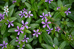 Soiree Kawaii Blueberry Kiss Vinca (Catharanthus roseus 'Soiree Kawaii Blueberry Kiss') at Lakeshore Garden Centres
