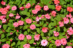 Solarscape XL Salmon Glow Impatiens (Impatiens 'PAS1398046') at Lakeshore Garden Centres