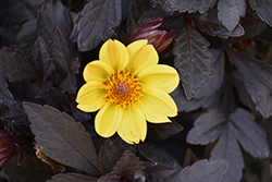 Happy Days Yellow Dahlia (Dahlia 'Happy Days Yellow') at Lakeshore Garden Centres