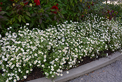 Star White Zinnia (Zinnia angustifolia 'Star White') at Lakeshore Garden Centres