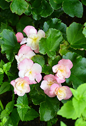 Glory Bicolor Begonia (Begonia x hiemalis 'Glory Bicolor') at Lakeshore Garden Centres