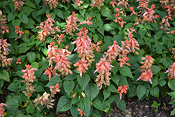 Vista Salmon Sage (Salvia splendens 'PAS94671') at Lakeshore Garden Centres