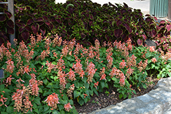 Vista Salmon Sage (Salvia splendens 'PAS94671') at Lakeshore Garden Centres