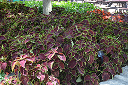 Premium Sun Chocolate Mint Coleus (Solenostemon scutellarioides 'Chocolate Mint') at Lakeshore Garden Centres