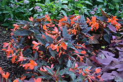 I'Conia Upright Fire Begonia (Begonia 'I'Conia Upright Fire') at Lakeshore Garden Centres