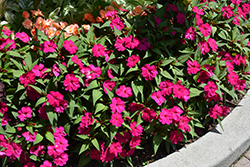 SunStanding Apollo Purple Impatiens (Impatiens 'SunStanding Apollo Purple') at Lakeshore Garden Centres