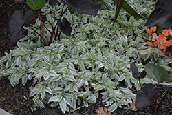 Pistachio White Spiderwort (Tradescantia 'Pistachio White') at Lakeshore Garden Centres