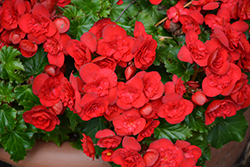 Bonny Begonia (Begonia x hiemalis 'Bonny') at Lakeshore Garden Centres