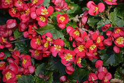 Valentino Pink Begonia (Begonia x hiemalis 'Valentino Pink') at Lakeshore Garden Centres