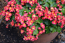 Valentino Pink Begonia (Begonia x hiemalis 'Valentino Pink') at Lakeshore Garden Centres